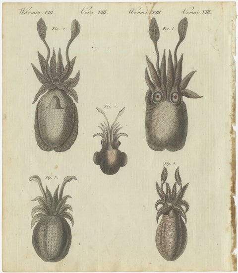Intricate Depictions of Marine Life: Hand-Colored Copperplate Engraving, 1805, view 2