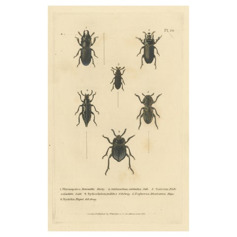 Beetles of the Early 19th Century: A Cuvier Collection from 'The Animal Kingdom'
