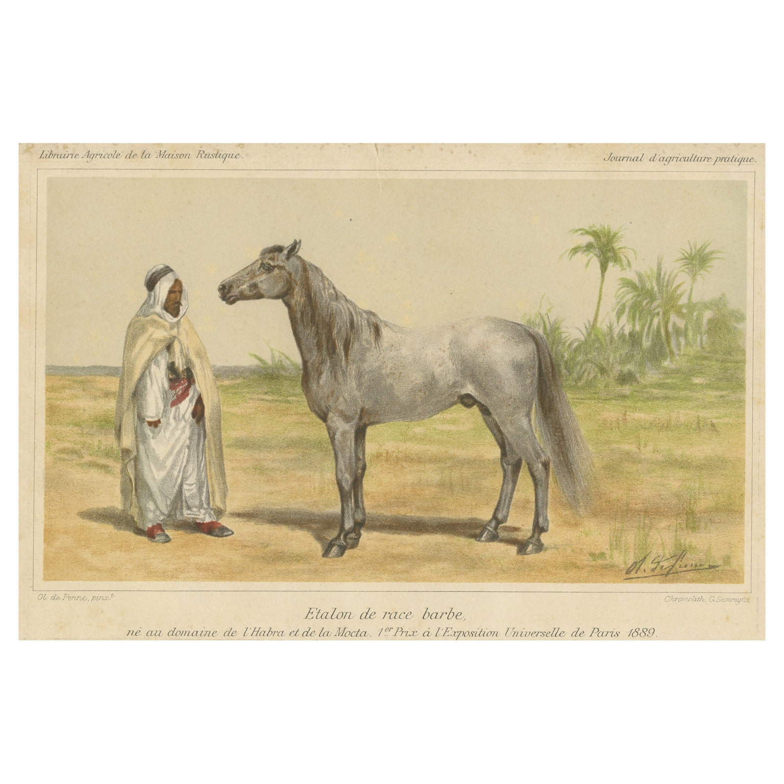 Original Antique Chromolithograph of a Barb or Berber Horse, circa 1890