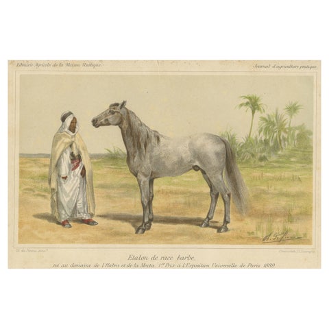 Original Antique Chromolithograph of a Barb or Berber Horse, circa 1890