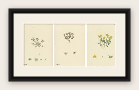 Botanical Engravings of Thick-Leaved, English, and Biting Stone-Crops, 1902, shown framed