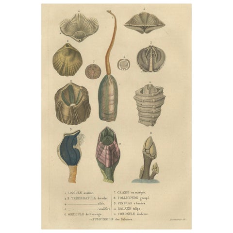 Marine Curiosities: An Assortment of Shells and Sea Life, 1845