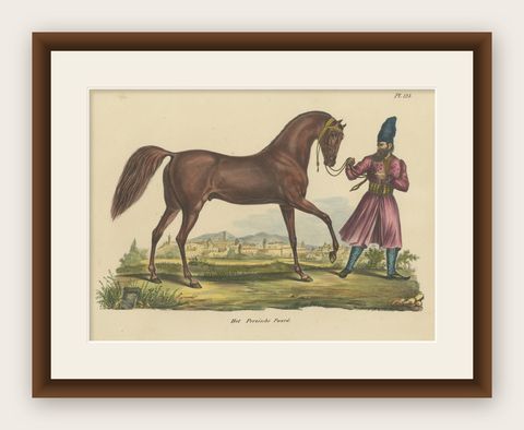 Antique Hand Colored Print of a Persian Horse, shown framed