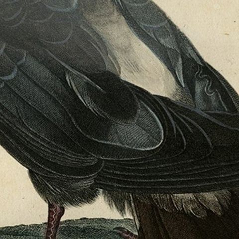 Antique Handcolored Bird Print of a Dove Named Le Colombi-Galline, Male, 1800, close-up 3