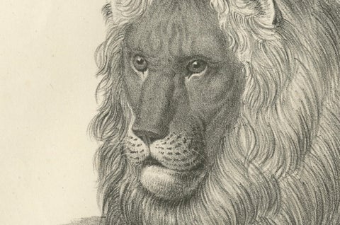 19th-Century Lithograph of the Barbary Lion in a Majestic Reclining Pose, close-up 4