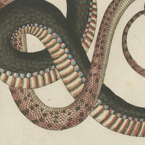 Four Intertwined Snakes, Antique Bertuch Print, Vienna, circa 1805, close-up 4