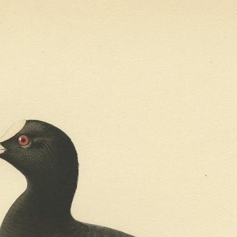 Original Antique Bird Print of the Eurasian Coot, 1929, close-up 1