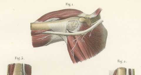 Nerves of the Joints, Antique Hirschfeld Anatomy Print, 1866, view 3
