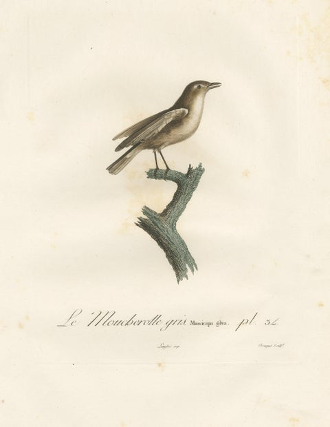1807 Gray Flycatcher Print - 'Le Moucherolle gris' Handcolored Bird Illustration, view 3