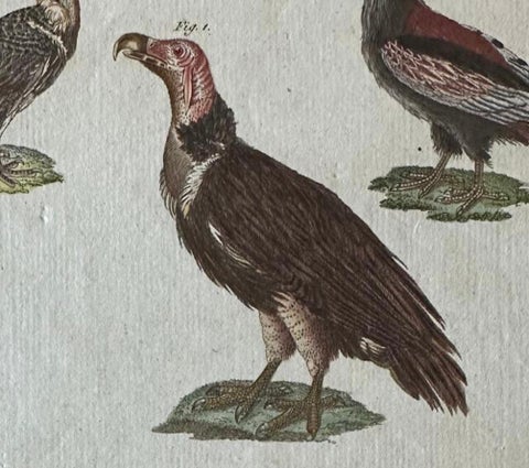 Original Antique Bird Print of African and Asian Vultures, c.1800, close-up 3