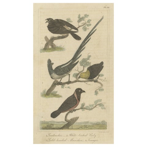 Original Antique Print of a Goatsucker, a Nightjar and Other Birds, 1821