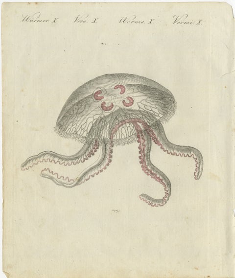 Eared Jellyfish: Detailed Engraving from Bertuch's Children's Encyclopedia, 1805, view 2