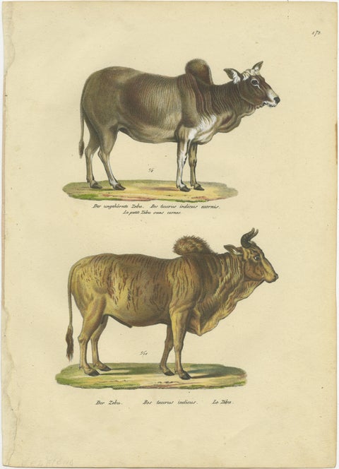 Antique Hand Colored Print of a Zebu and Horned Zebu, view 2