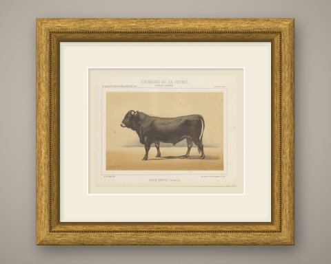 Schwyz Bull, Swiss Brown Cattle Chromolithograph by Olivier de Penne, 1863, shown framed