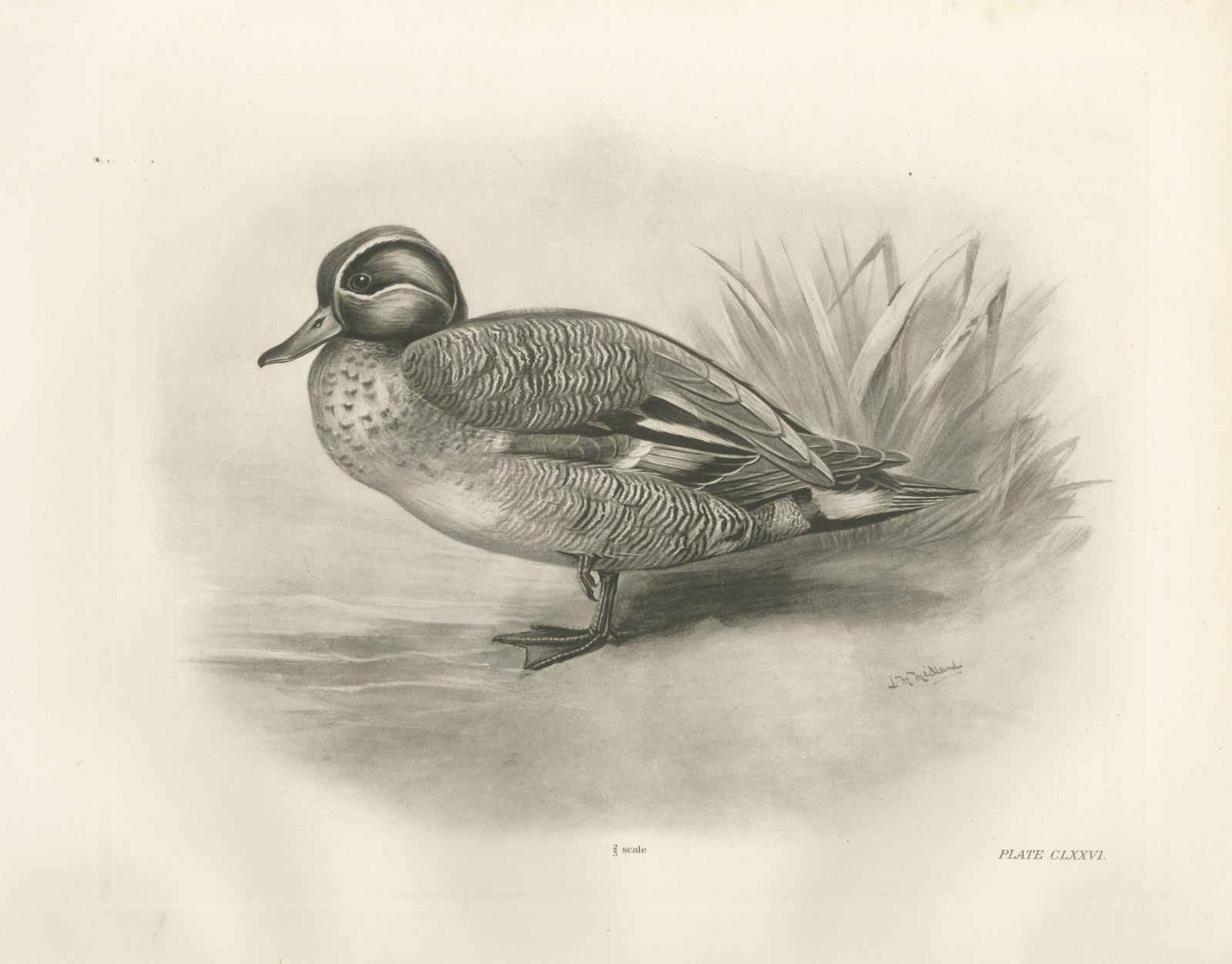 Teal Drake by the Reeds, Plate CLXXVI after Lilian Medland, c. 1909