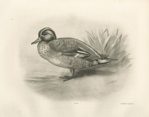 Teal Drake by the Reeds, Plate CLXXVI after Lilian Medland, c. 1909