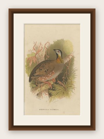 Antique Bird Print of the Aracan Hill Partridge by Hume & Marshall, 1879, shown framed