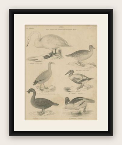 Antique Print of the Wild Swan, Wild Goose and Other Birds, 1841, shown framed