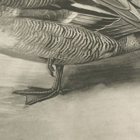 Garganey, Antique Bird Print after Lilian Medland, circa 1909, close-up 3