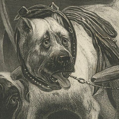 Belgian Mastiff Working Dog, Antique Engraving by A.H. Payne, c.1850, close-up 6