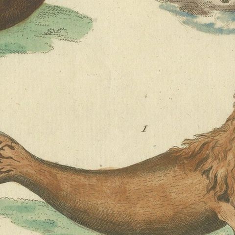 Antique Handcolored Engraving of Seals and Amphibious Creatures, c.1800, close-up 6