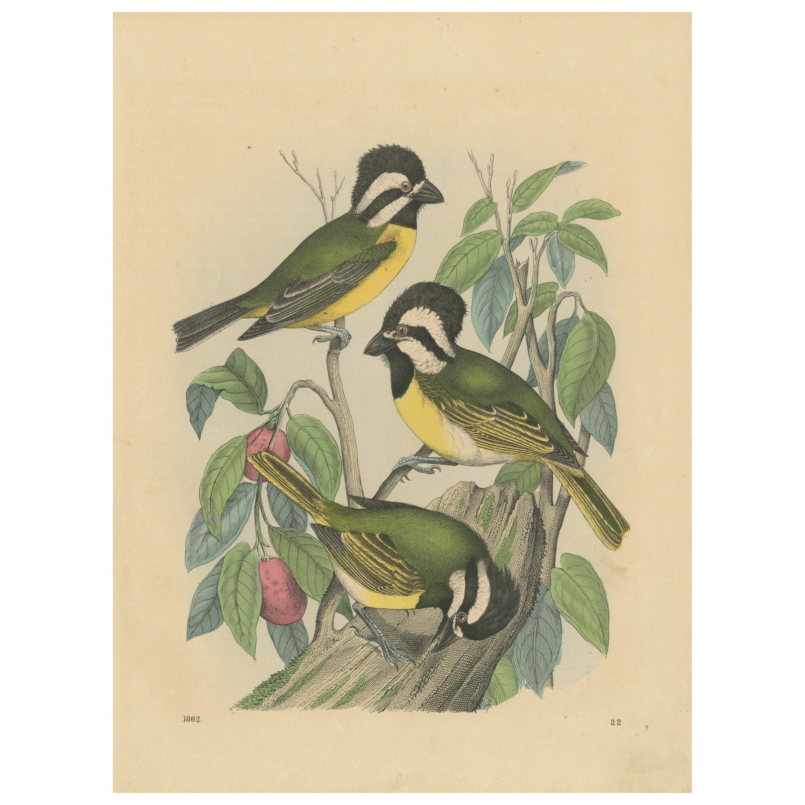 1862 Trio of Yellow-Breasted Tits - Rare Hand-Colored Lithograph from Hoffmann