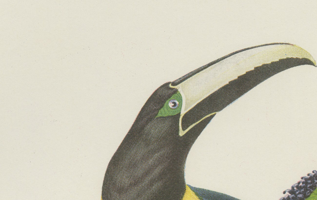 Curl-Crested, Chestnut-Eared Aracaris, Brazilian Bird Print, Descourtilz, 1944, view 3
