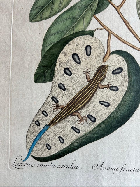 Flying Squirrel & Blue-Tail Lizard, Catesby Natural History c.1771, view 6