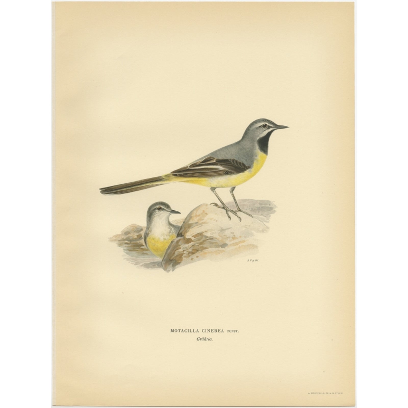 Antique Bird Print of the Grey Wagtail by Von Wright, 1927