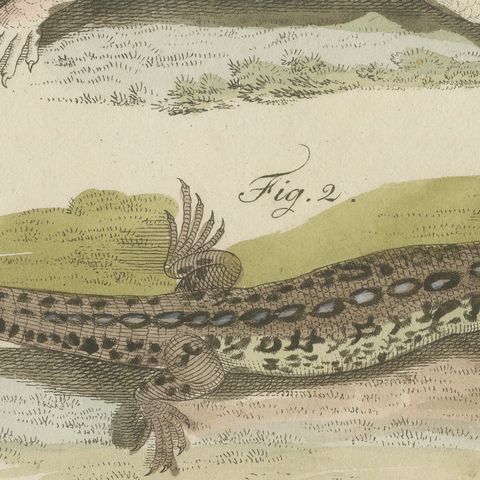 Skink and Grey Lizards, Antique Bertuch Print, Vienna, circa 1805, close-up 1