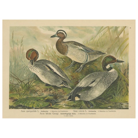 Ducks in Breeding Plumage, Antique 19th Century Chromolithograph Print