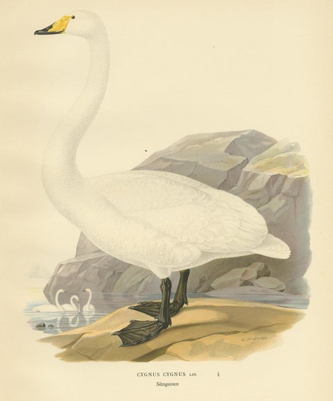 Cygnus Cygnus Antique Bird Print, Whooper Swan, Early 20th Century, view 4