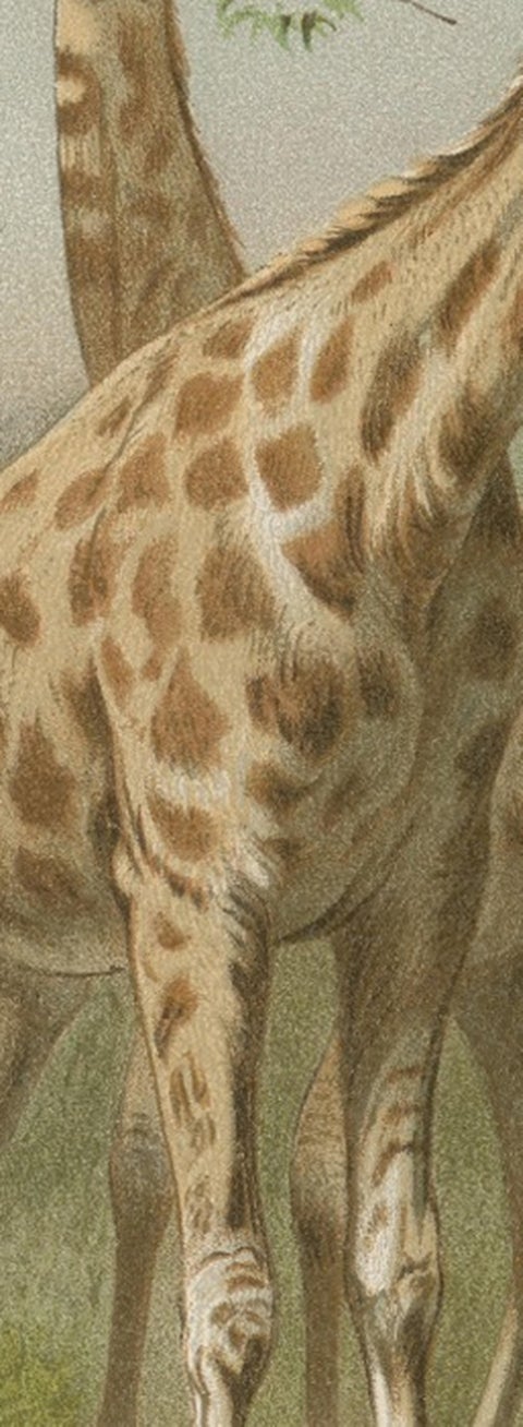 South African Giraffes, Antique Safari Chromolithograph, 1894, view 4