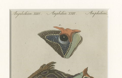 Antique South American Horned Frog Engraving, Bertuch, c. 1807, close-up 3