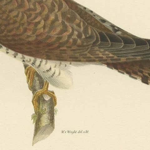 Decorative Antique Print of a Parasite Bird The Female Common Cuckoo, 1927, close-up 2