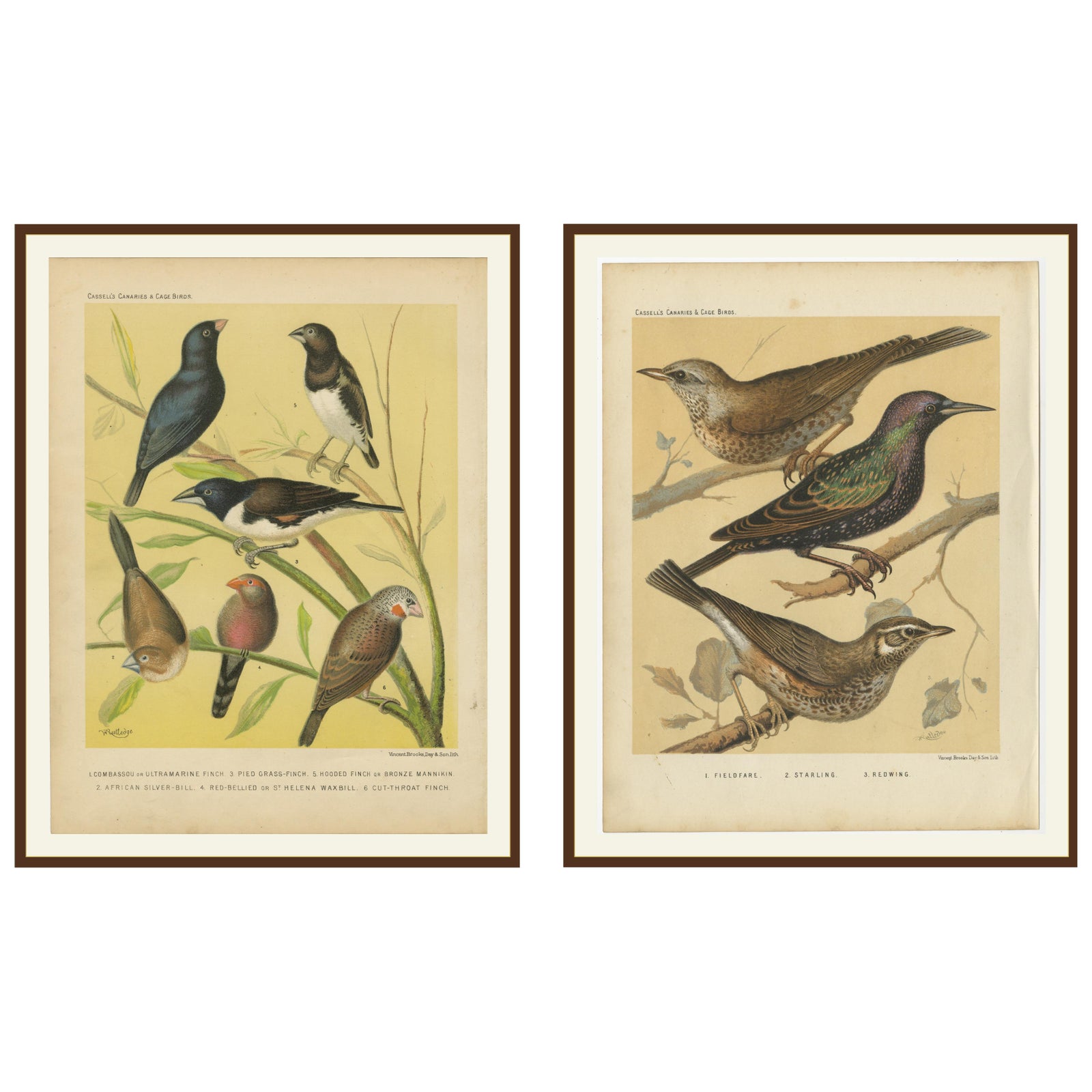 Antique Bird Prints, Finches, Waxbills, Starlings & Fieldfare, Cassell’s, 1888