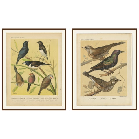 Antique Bird Prints, Finches, Waxbills, Starlings & Fieldfare, Cassell’s, 1888