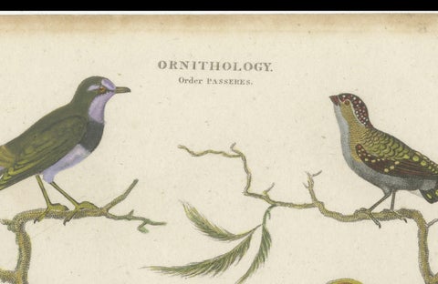 Antique 1811 Ornithology Hand-Colored Print, close-up 1