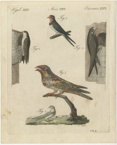 Swallows, Swifts and Nightjar, Antique Bertuch Print, circa 1805, view 2