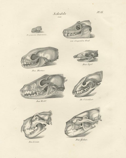 19th-Century Scientific Lithograph of Animal Skulls: Lion, Wolf, Bat and more, close-up 4