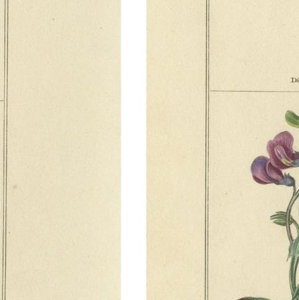 Charming Pair of Antique Floral Engravings for Wall Décor, 1828, close-up 1