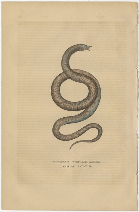 Aquatic Ambush: Hand-Colored Engraving of The Tentacled Snake, 1845, view 2