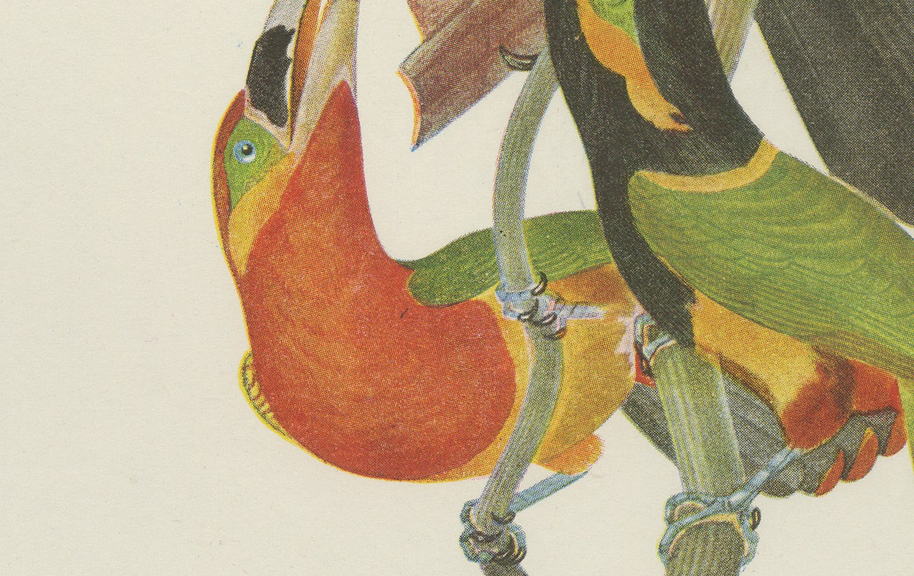 Toucans and Aracaris, Brazilian Bird Print, Descourtilz, 1944, view 5