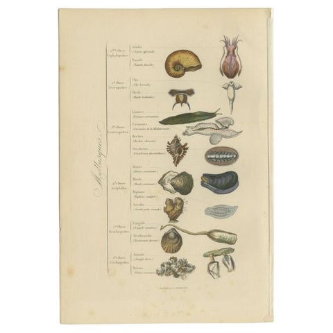 Decorative Antique Print of Various Molluscs, 1854, view 2