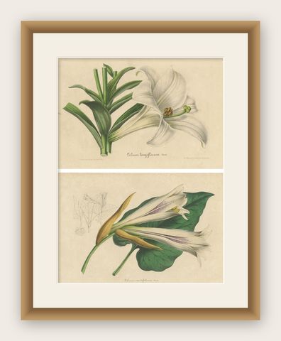Set of 2 Antique Botany Prints of the Easter Lily and Heart-Leaved Lily '1847', shown framed