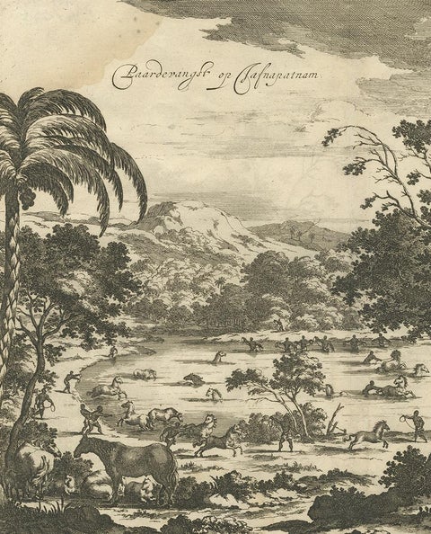 Antique Print of Horse Catching in Ceylon/Sri Lanka by P. Baldaeus (1672), view 3