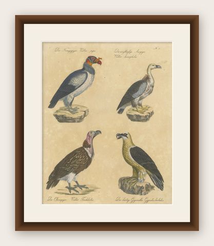 King Vulture, Griffon Vulture & Bearded Vulture Lithograph, 1816, shown framed