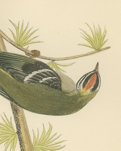 Firecrest Hanging Upside Down from a Conifer Twig, Bird Print, Morris, 1896, close-up 1