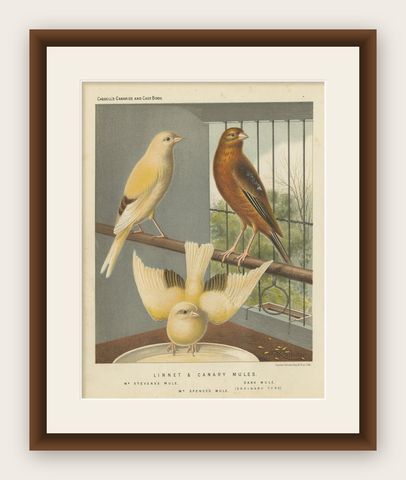 Antique Bird Print of the Linnet & Canary Mules 'circa 1880', shown framed