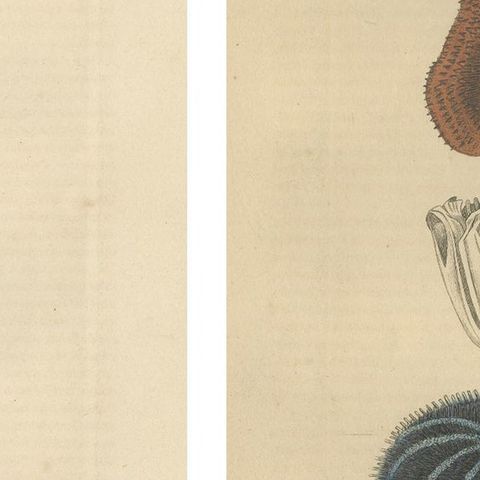 Sea Splendor: A Tapestry of Marine Life in the Mid-19th Century, 1845, close-up 2
